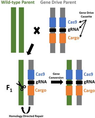 Benefits and risks of gene drives for invasive plant management - the case for common tansy